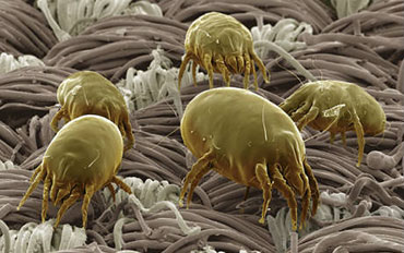 Fleas In Carpet