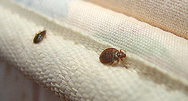 Bed Bug Steam Treatment